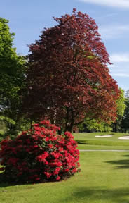 Belvoir Park Golf Course Photo 2